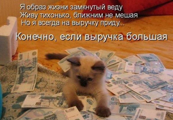 600x418, 57 Kb / кошка, котенок, деньги