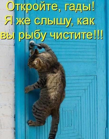 458x580, 49 Kb / кот, дверь, откройте