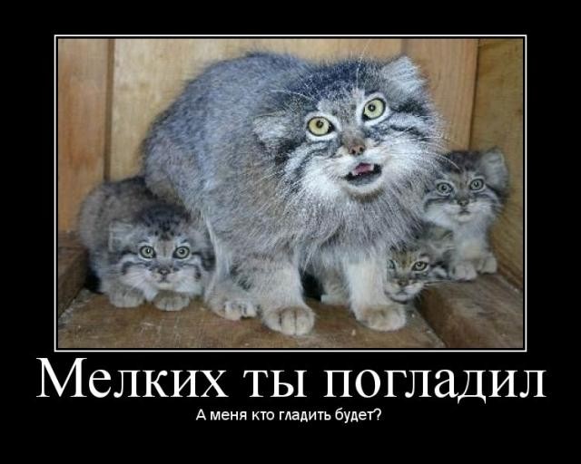 640x512, 65 Kb / манул, демотиватор