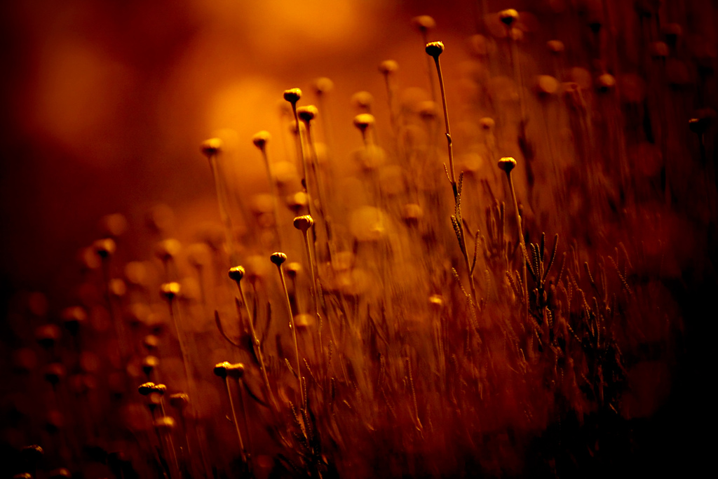 1024x683, 251 Kb / поле, маки