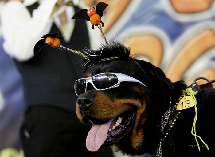 700x513, 56 Kb / собака, костюм, радость, хеллоуин