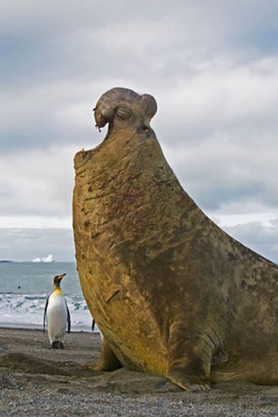 400x600, 33 Kb / морской слон, пингвин