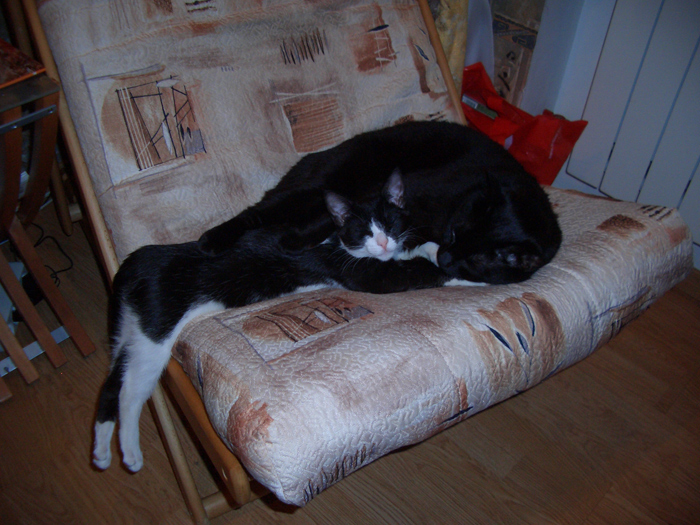 700x525, 263 Kb / кот, кошка, сон