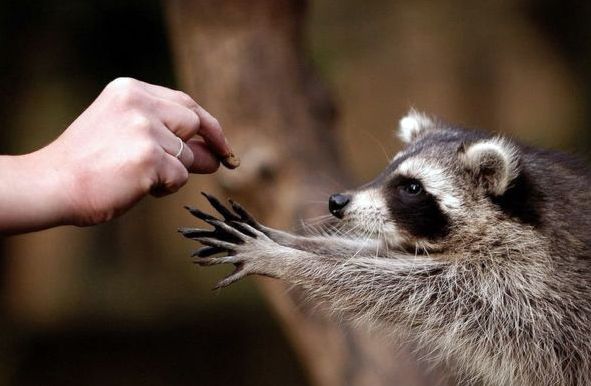 591x386, 34 Kb / енот, попрошайка