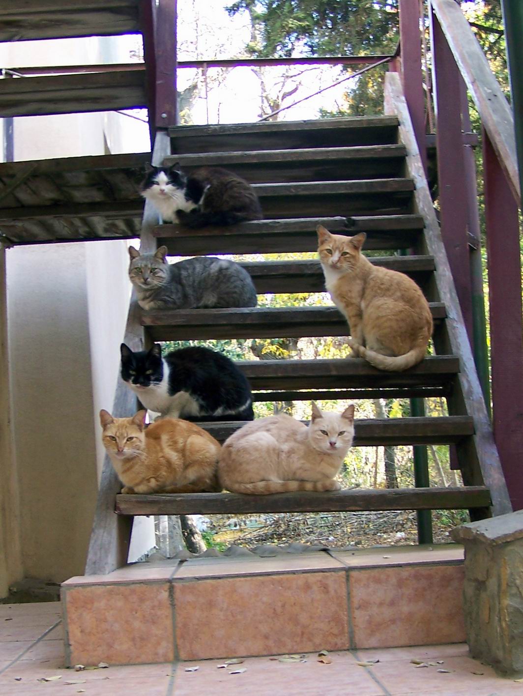 1064x1416, 220 Kb / кошки