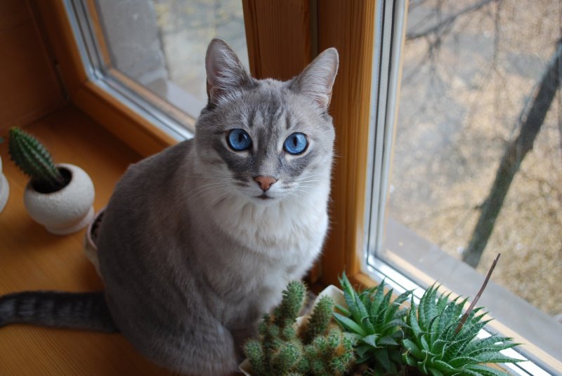 800x536, 68 Kb / кот, кактус, глаза