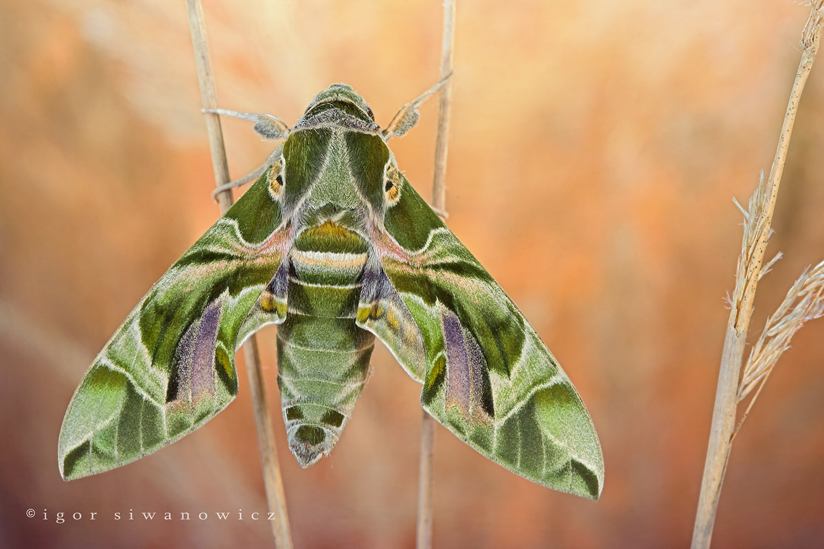 1200x800, 221 Kb / бабочка