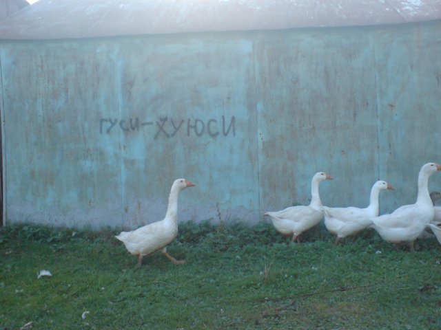 640x480, 44 Kb / гуси