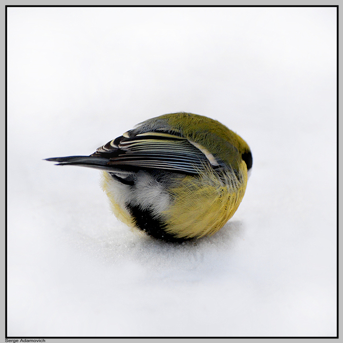 670x670, 272 Kb / синица