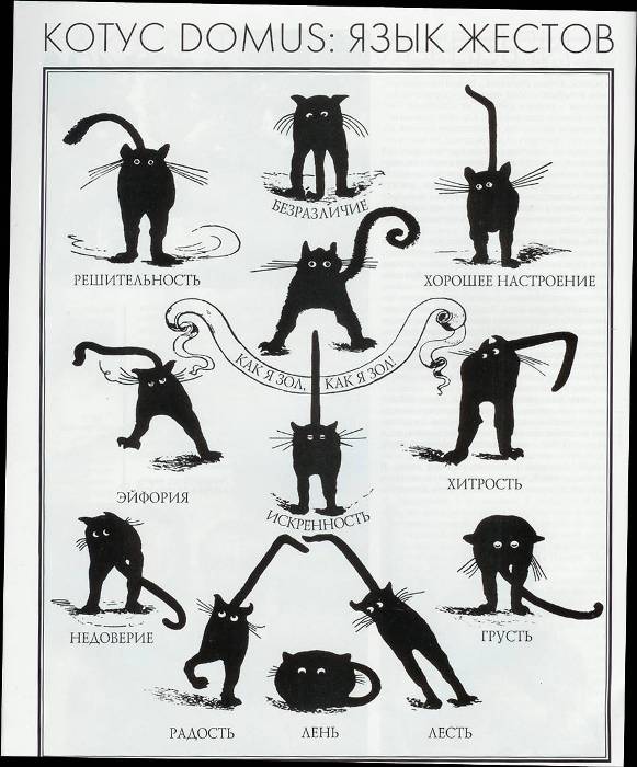 581x700, 66 Kb / кошки, хвост, язык жестов
