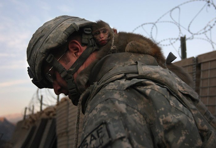 700x479, 52 Kb / военный, обезьяна, солдат