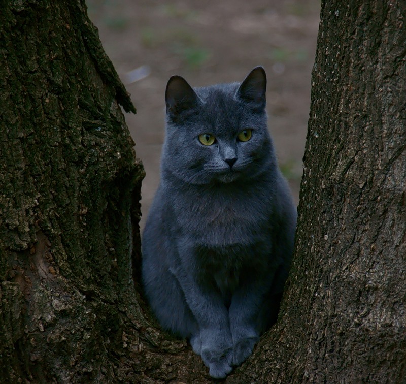 800x756, 171 Kb / кот, дерево