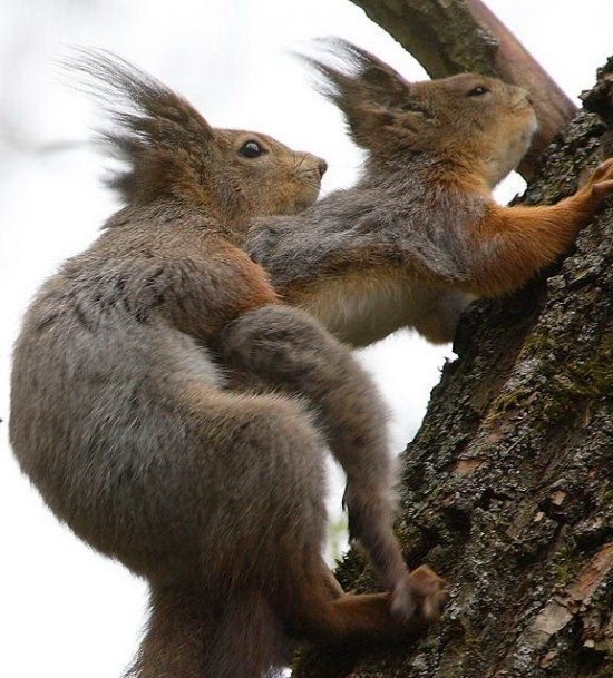 550x609, 123 Kb / белки, секс, спариваются