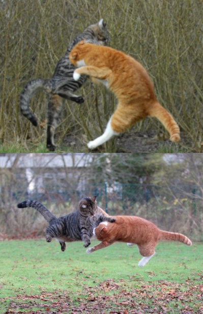 399x616, 105 Kb / коты, драка