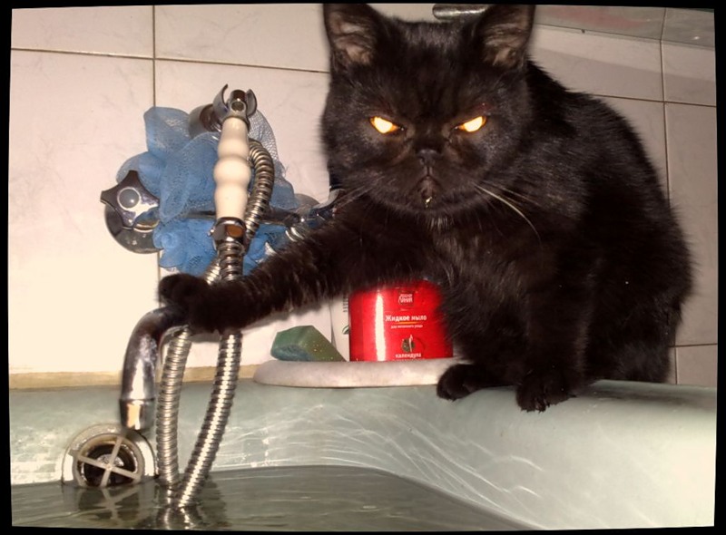 800x590, 93 Kb / кот, ванная, кран