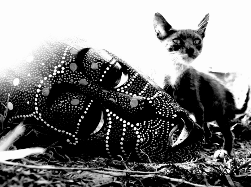 800x596, 260 Kb / котёнок, маска, ч/б