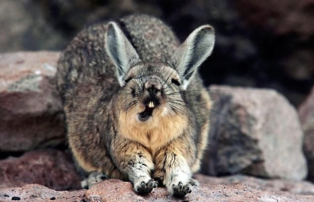 640x413, 51 Kb / заяц