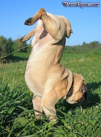 353x480, 39 Kb / ссыт