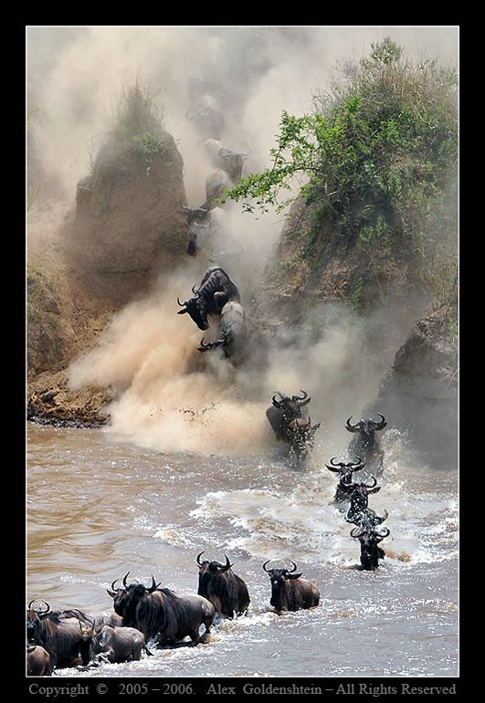531x770, 89 Kb / вода, буйволы