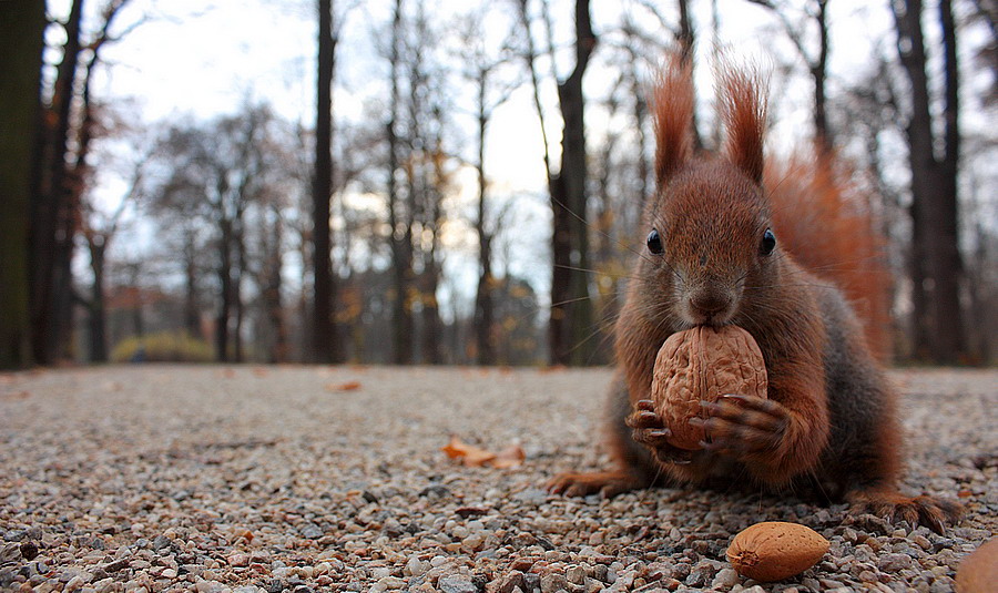 900x535, 195 Kb / белка, грецкий орех