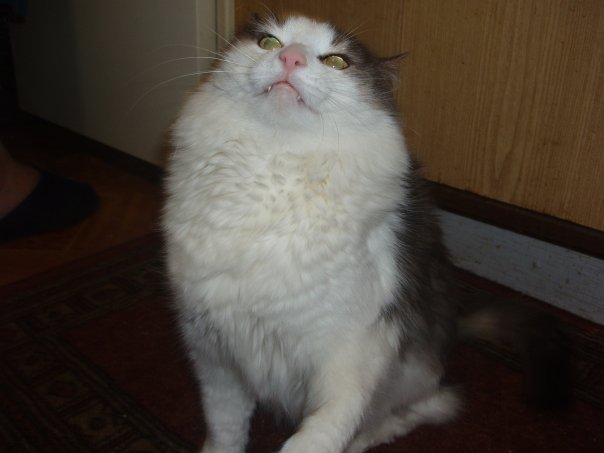 604x453, 30 Kb / кот, пушистый, нападение, атака