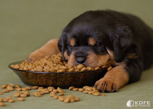 622x444, 36 Kb / щенок, корм, спит