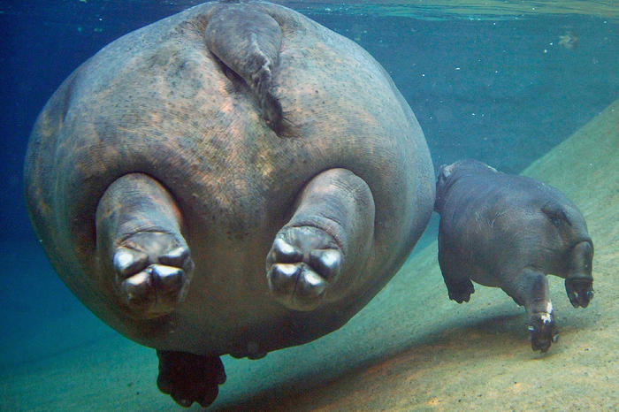 700x466, 62 Kb / бегемот, жопа, под водой