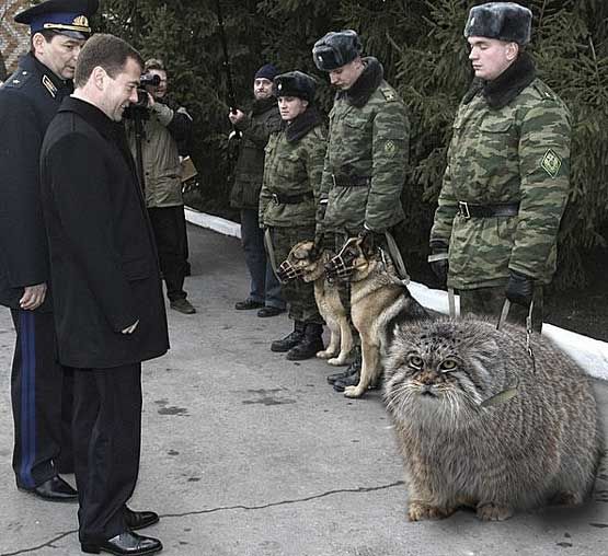 555x508, 66 Kb / манул, Медведев