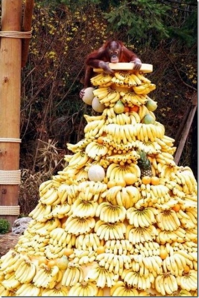 402x600, 113 Kb / обезьяна, бананы