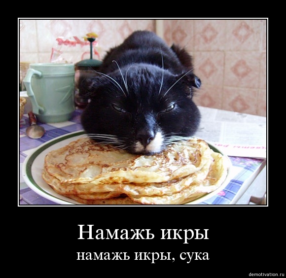 580x564, 135 Kb / кот, икра, сука