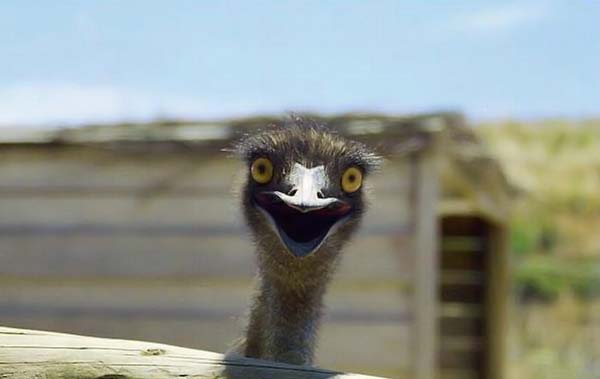 600x379, 15 Kb / страус