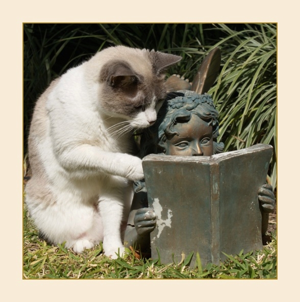 588x592, 221 Kb / кот, книга, скульптура