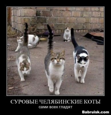 389x400, 32 Kb / Челябинск, коты, демотиватор