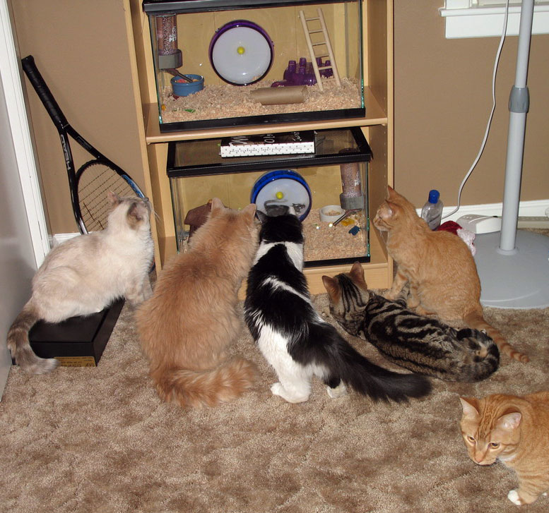 777x727, 187 Kb / кот, коты, хомяк, клетка