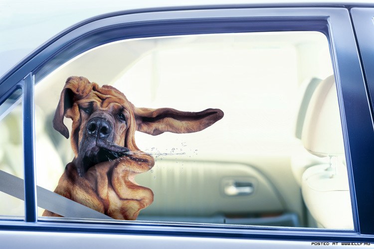 750x500, 70 Kb / собака, ветер