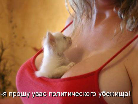 466x351, 59 Kb / убежище, кот, котенок