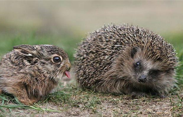 619x398, 102 Kb / ёж, заяц, еж