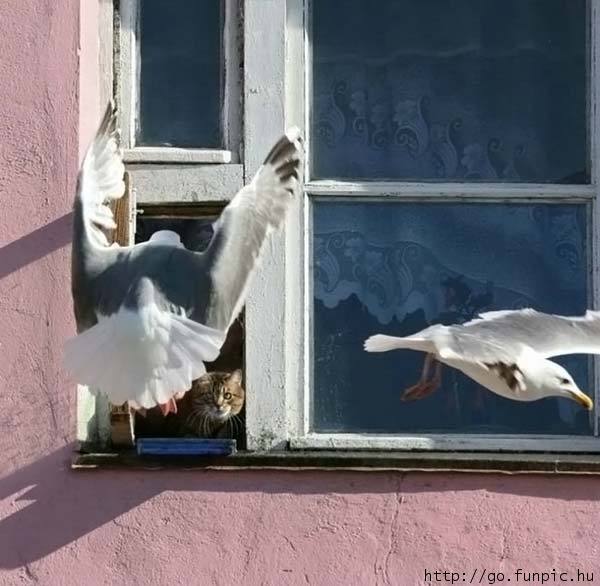 600x586, 44 Kb / чайка, окно, кот, форточка