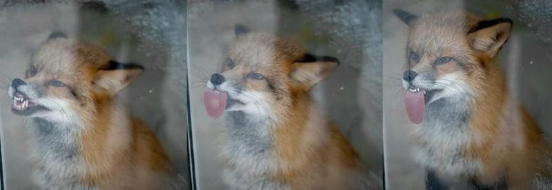 800x276, 28 Kb / лиса, язык