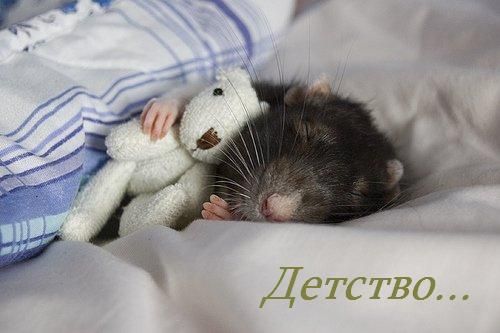 500x333, 27 Kb / крыса, игрушка