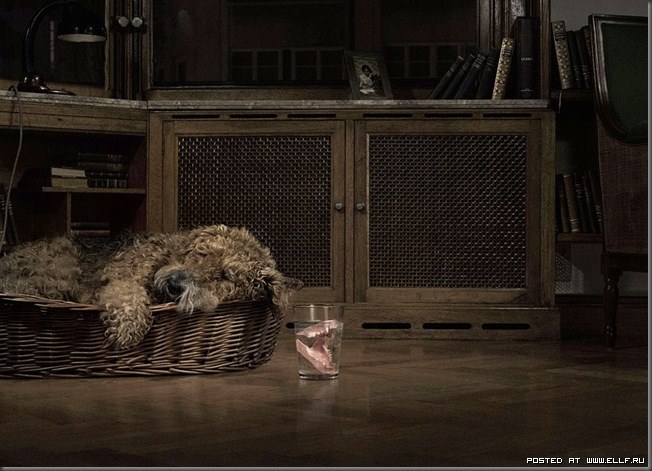 652x471, 85 Kb / собака, вставные челюсти