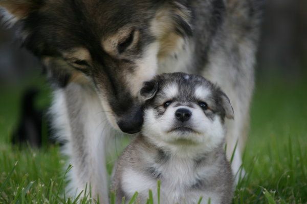 600x398, 30 Kb / щенок