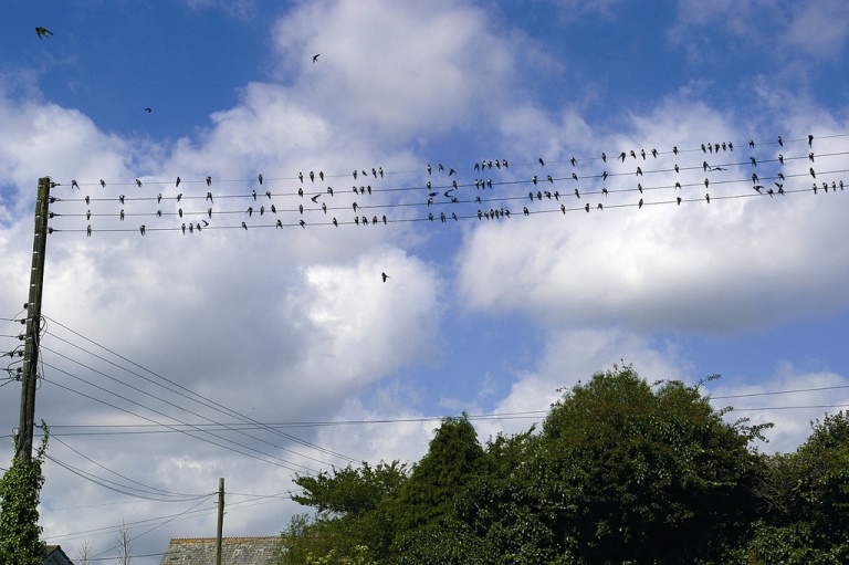 768x511, 161 Kb / провода, ласточки