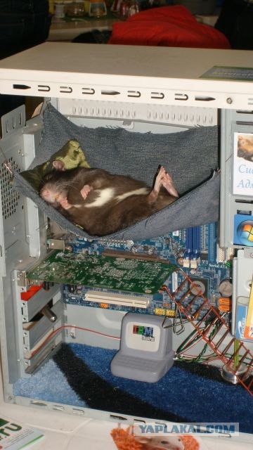 360x640, 60 Kb / компьютер, мышь, релакс