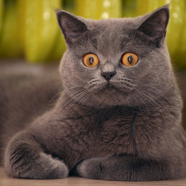 650x650, 138 Kb / кот