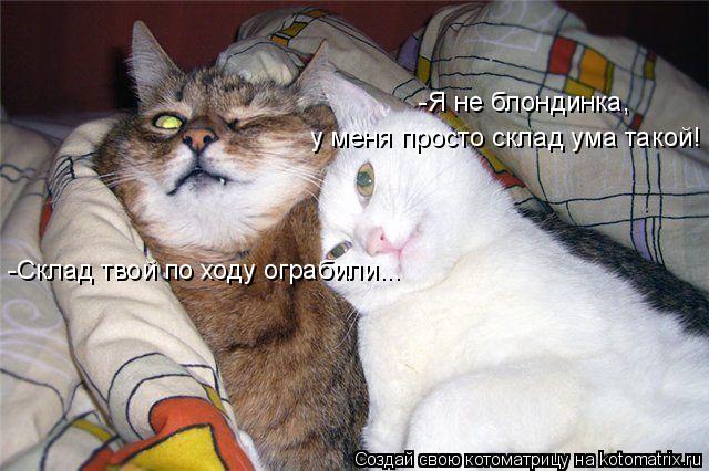 640x426, 58 Kb / кот, блондинка, склад, грабеж
