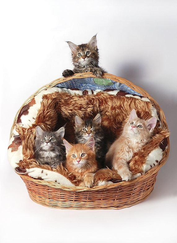 571x784, 234 Kb / котята, корзина