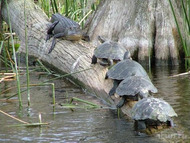640x481, 67 Kb / крокодил, черепахи