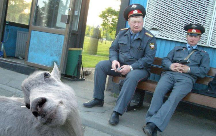 750x474, 117 Kb / козел, милиция, скамейка, лавка