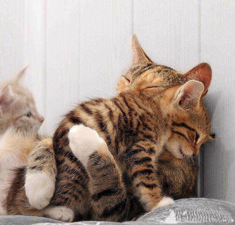 750x719, 165 Kb / Котомама, кот, котенок